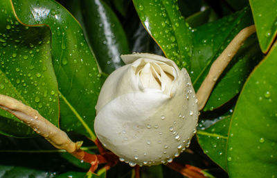 Close-up of raindrops on wet plant