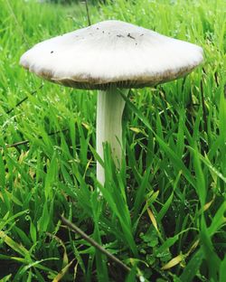 Close-up of mushroom growing on field