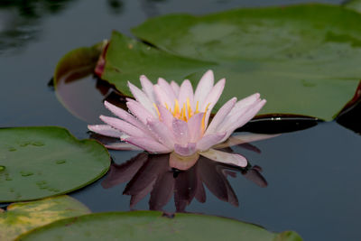 Close-up of water lily in lake