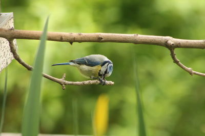 Close-up of bird perching on branch