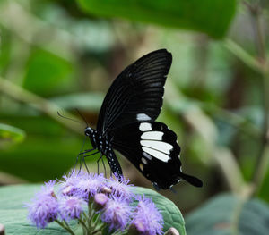 Close-up of butterfly pollinating on flower