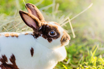 Close-up of rabbit by straw on field