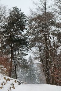 Trees against sky during winter