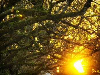 Low angle view of trees against sky