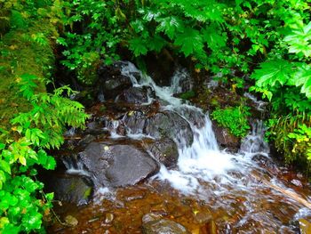 Stream flowing through rocks in forest