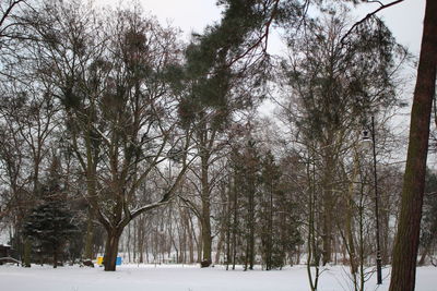 Trees in forest during winter