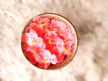 High angle view of pink rose flower