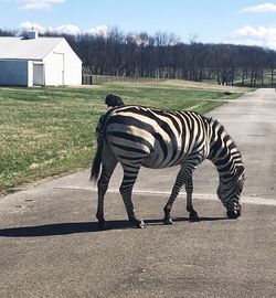 Zebra standing on road by house against sky