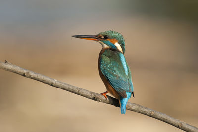 Close-up of bird perching on branch