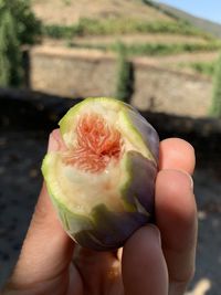 Close-up of hand holding apple