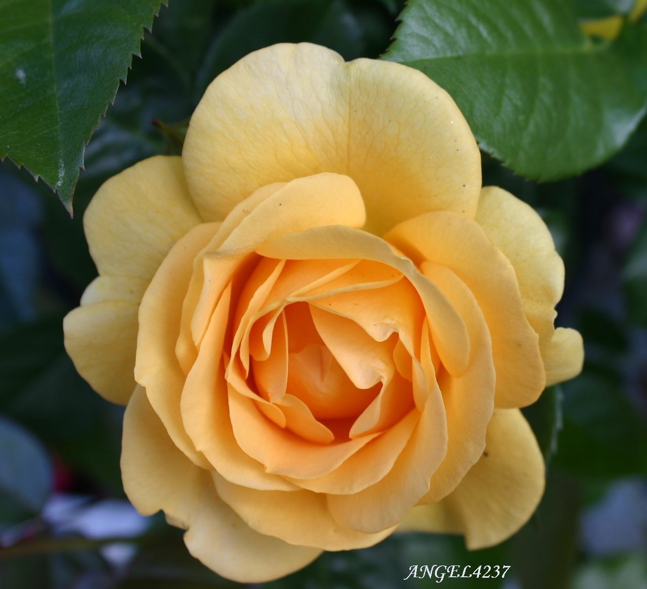 flower, petal, freshness, flower head, fragility, growth, beauty in nature, close-up, focus on foreground, nature, blooming, rose - flower, plant, single flower, yellow, in bloom, park - man made space, orange color, no people, day