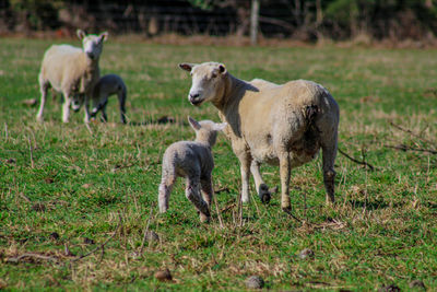 Sheep standing in a field