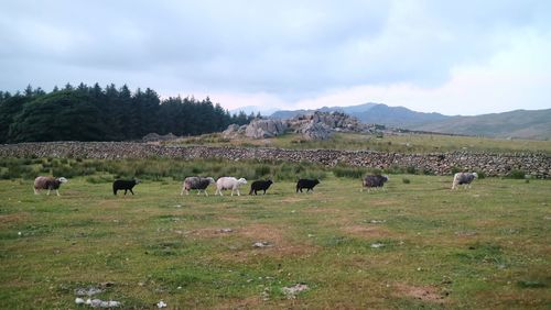 Flock of sheep in a field