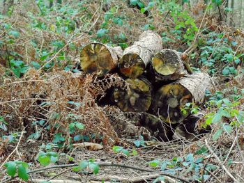 Plants growing on field