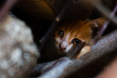 Close-up portrait of kitten