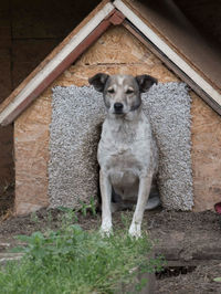 Portrait of dog standing against building