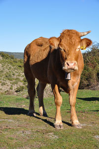 View of a cow on field