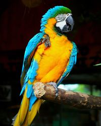 Close-up of blue parrot perching on branch