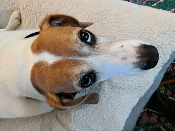 High angle portrait of dog