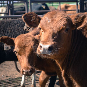 Close-up of cow on field