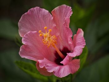 flowering plant