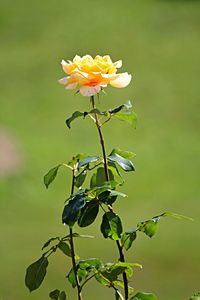 Close-up of flowers