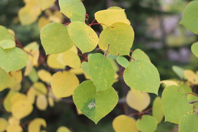 Close-up of green leaves on plant