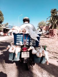 People riding motorcycle on street