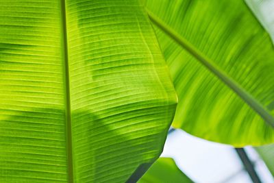 Full frame shot of palm leaves