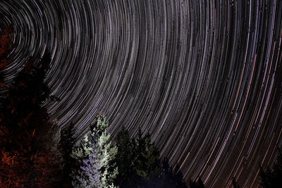 Low angle view of trees against sky at night