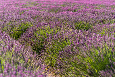 Purple flowering plants growing on field