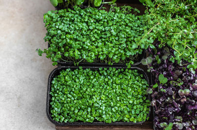 Different types of micro greens in containers. seed germination at home. 