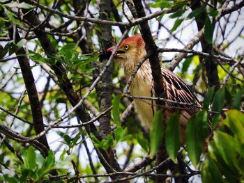 Low angle view of bird perching on tree