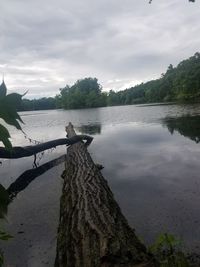 Driftwood in lake