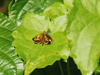 Close-up of insect on leaf