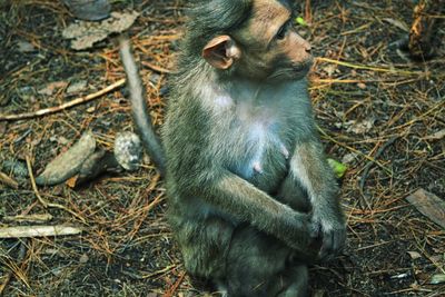 Close-up of monkey sitting on field
