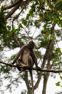 Low angle view of monkey sitting on tree branch