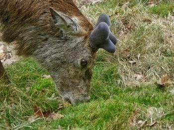 View of an animal on field