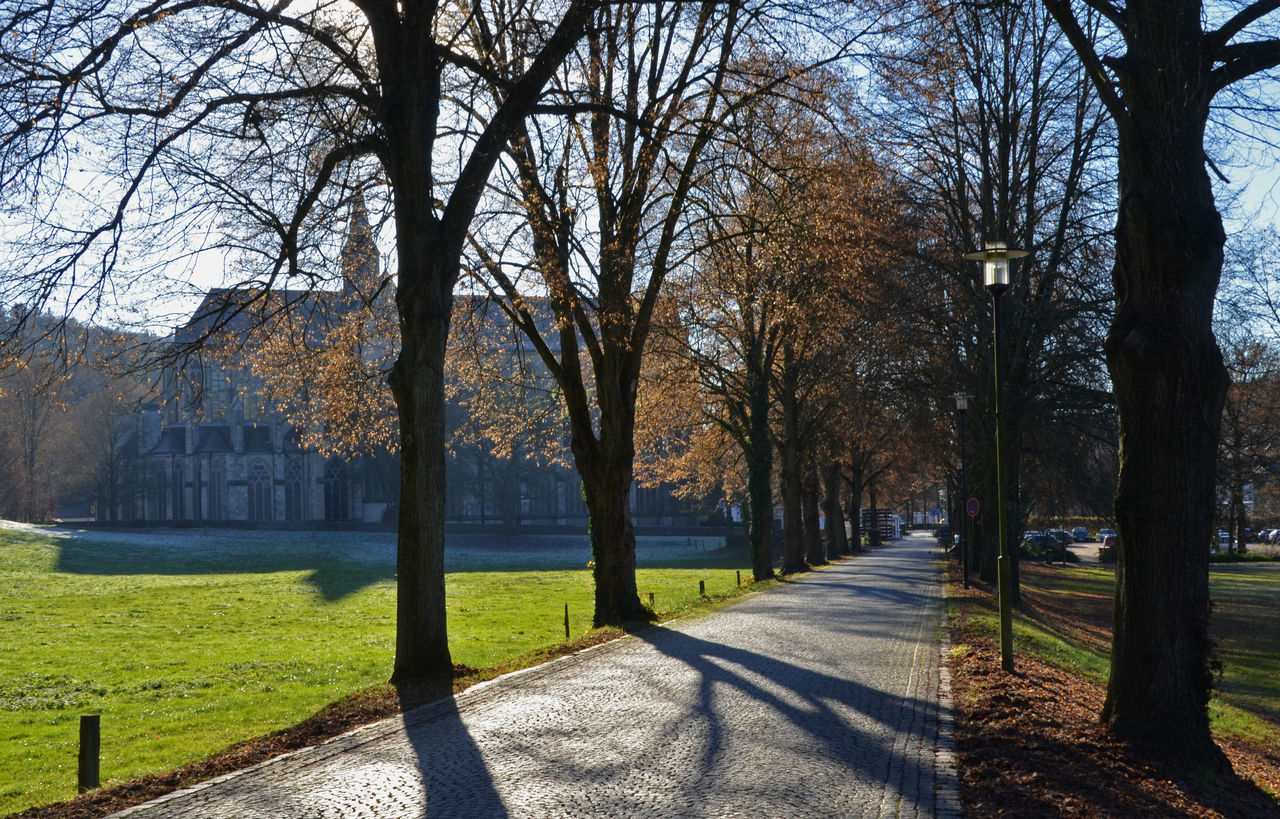 Trees in park during autumn