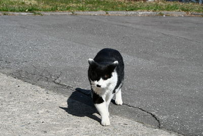 Black cat on street