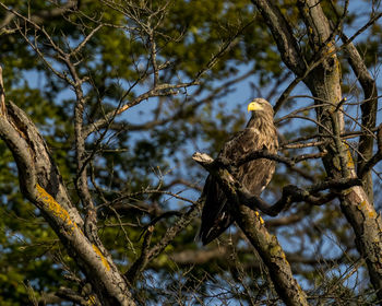 Low angle view of eagle perching on tree