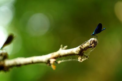 Close-up of damselfly on plant