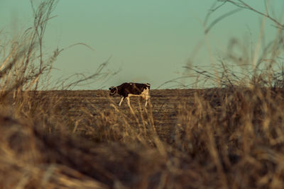 Horse standing in a field