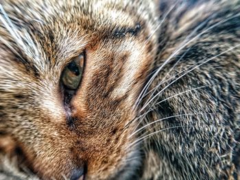 Close-up portrait of cat