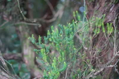 Close-up of lichen growing on tree trunk in forest