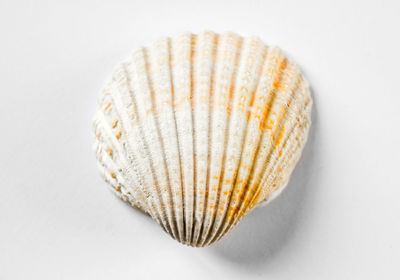 High angle view of shell on white background