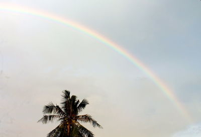 Low angle view of palm tree against rainbow in sky