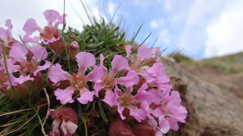 Close-up of pink flowers growing on field against sky