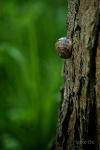 Close-up of snail on tree trunk