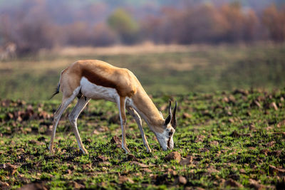 Side view of horse grazing on field